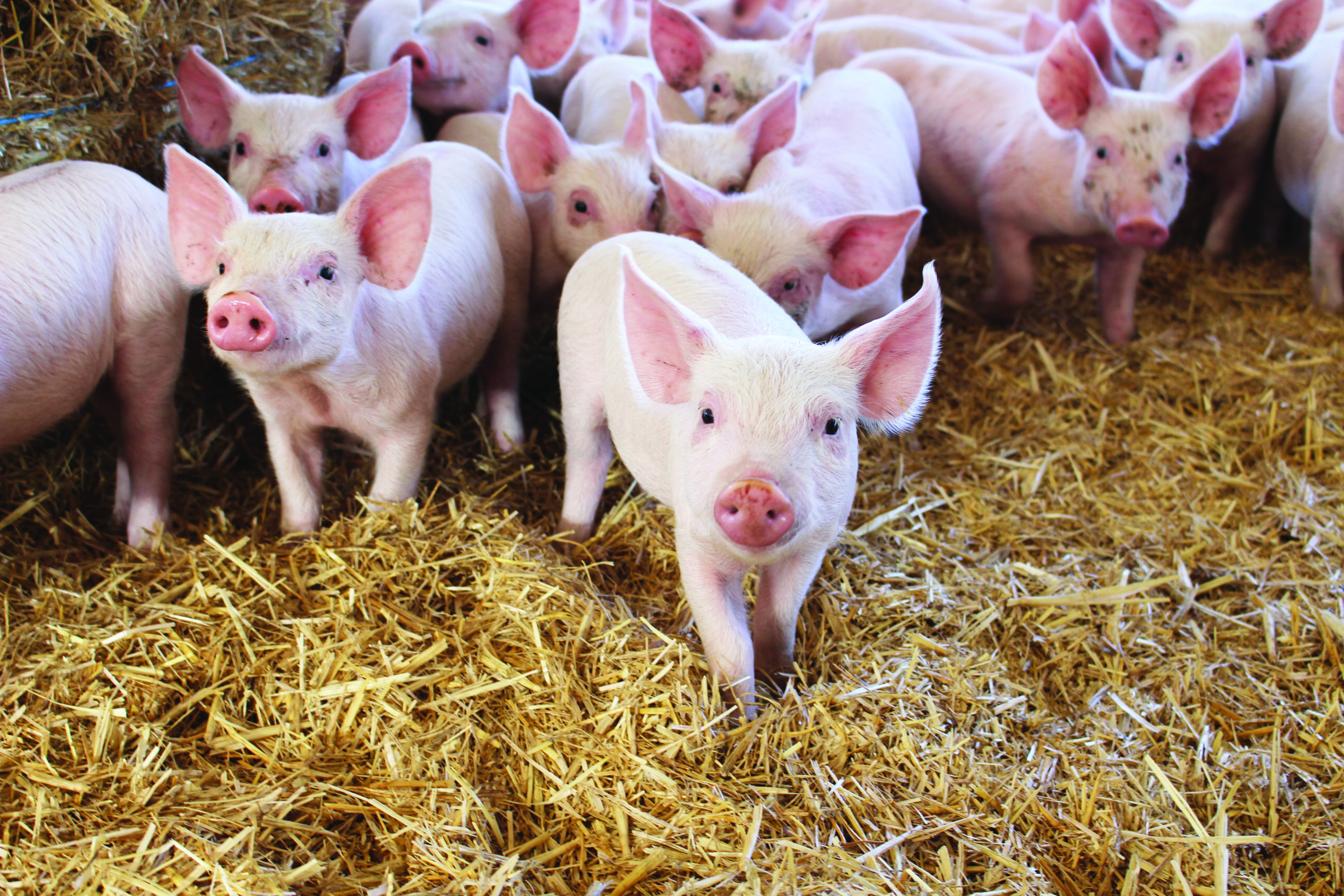 Alternative inclusive recruitment process in agriculture
